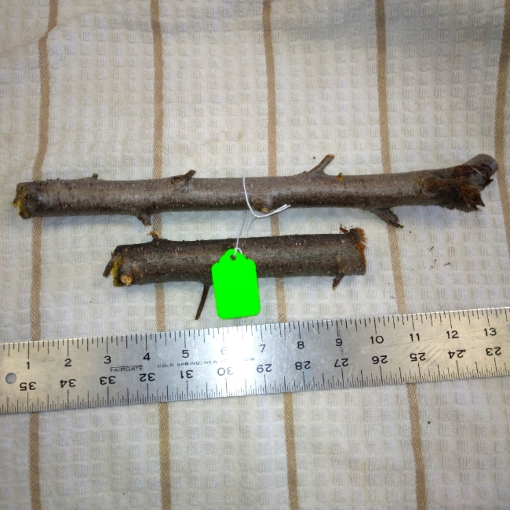 Peach Tree Branches for Crafting Isopods Reptiles  Terarrium  Jararrium Vivarium